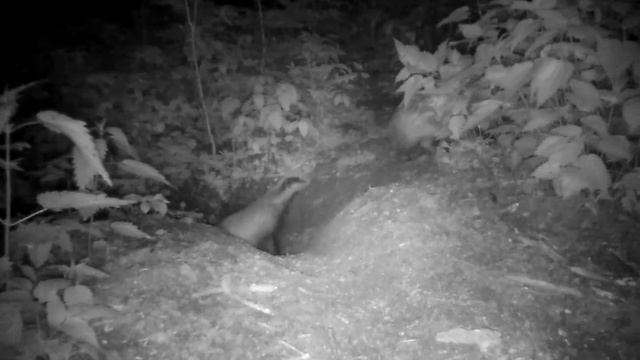 Барсук . фотоловушка.suntek hc-300m смотреть онлайн