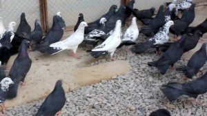 Baki Goyercinleri Бакинские Голуби Baku Pigeons Ruslan_Şahin 2021- Ferma