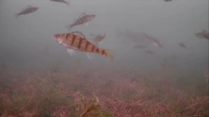 Ice Fishing Mille Lacs Lake (Amazing Underwater Footage)