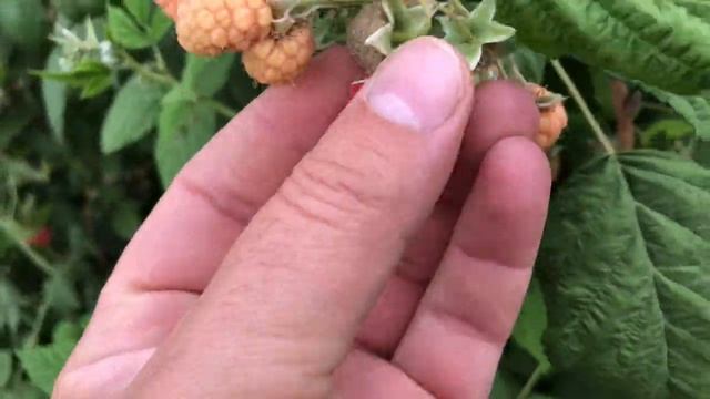 малина туламин смотреть онлайн