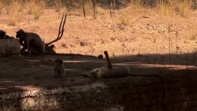 Индия 3D Национальный парк Канха India Kanha National Park 2014
