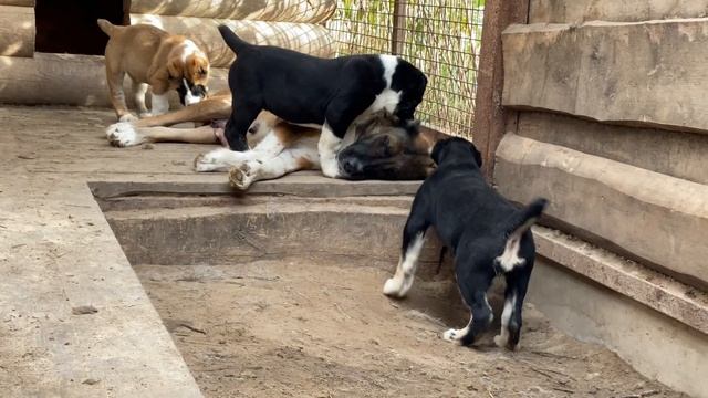 Байра,верёвочка и щенки Босар,Былина,Бирса,Барса,Беста,Тесс.БУЛЬДОЗЕРА линия.САО/алабай.+7915778778 смотреть онлайн