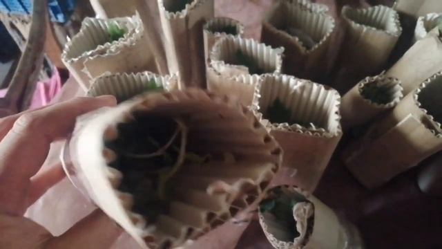 НОВИНКА! Хризантема каскадная. РАЗБИРАЕМ ПОСЫЛКУ! смотреть онлайн