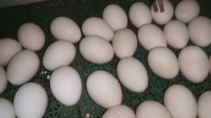 Осенняя инкубация, цыплята, утята, гусята, индюшата