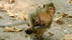 I am hurt mom Anna, Baby Alba hurt neck until cry by hand bad mom