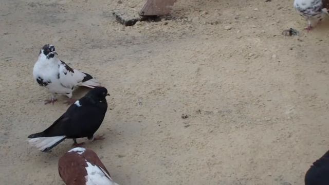 ПРОДОЛЖЕНЬЕ ДУБЛЬ 2 ВСЕ МАСТИ смотреть онлайн