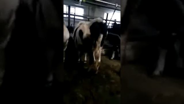 Дойные Коровы продаем. Продажа КРС разных пород коров. agrokros.ru #крс