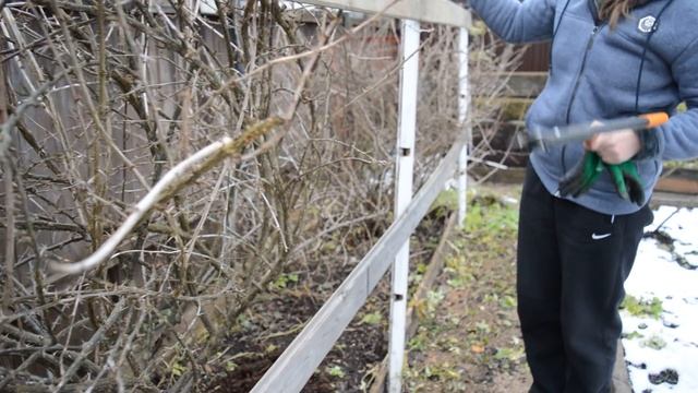 Как обрезать крыжовник смотреть онлайн
