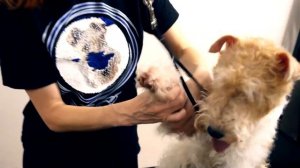 Тримминг Фокстерьера - Часть 2: окантовка лап.