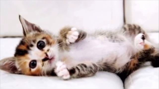 Все проходили мимо умирающего котёнка, он уже делал свои последние вздохи смотреть онлайн