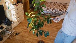 Обрезка комнатного лимона  Мой первый опыт