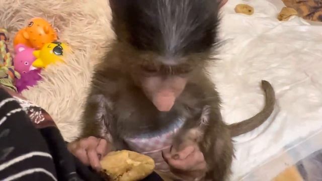 У Мышки-Манюни жизнь налаживается, но ГАМАДРИЛОВЕДАМ все неймется! смотреть онлайн