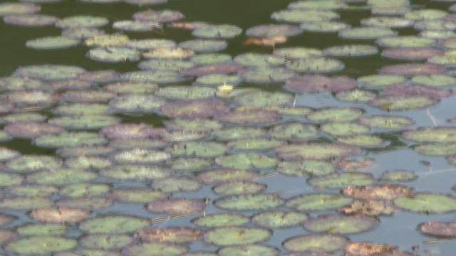 Осенний Блюз БДМШ им.Г.В.Свиридова Видеосъёмка Б.Булычова смотреть онлайн