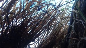 Супер охота на гусей в Казахстане!!! Красивые налёты. Осень 2021.