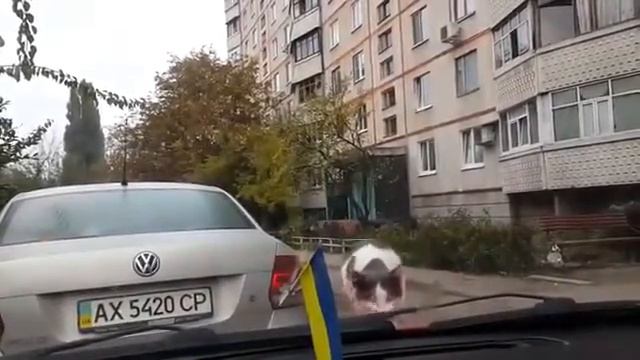 Приколюха с котом! Залез на бампер тачки и все по Х@ю! смотреть онлайн