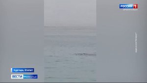 Сегодня в Красном море от нападения акулы погиб уроженец Архангельска