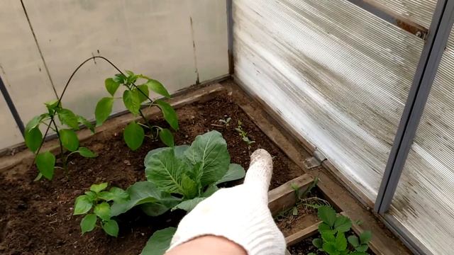 Высаживаю рассаду арбузов в теплицу.