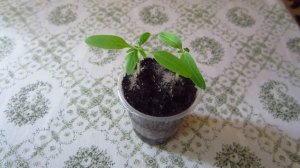 Рассада баклажан !  От А до Я ! От посева семян до высадки в грунт