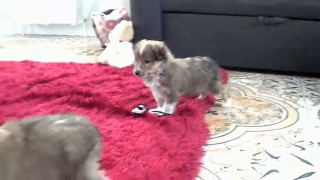 Смешные собаки. Головоног. Авторская песня смотреть онлайн