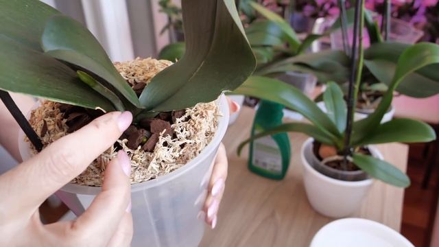 Орхидея От Валентины ЧТО С НЕЙ СЕЙЧАС / Меняю систему содержания - БЫСТРО СОХНУТ. смотреть онлайн