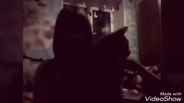 Как познакомить хомяка с котом и собакой смотреть онлайн