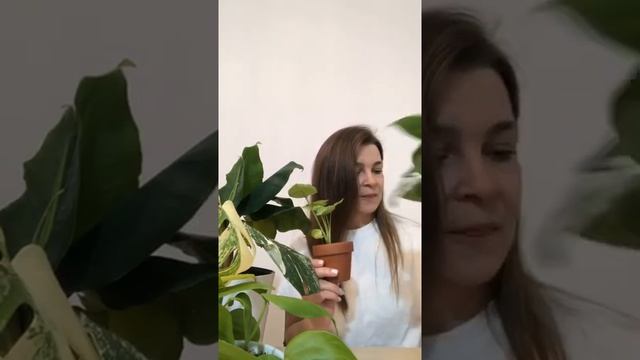 Полив комнатных растений ? смотреть онлайн