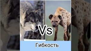 Серый волк против пятнистой гиены: кто сильнее в бою? Animals VS