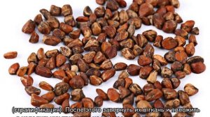 Семена розы — как выглядят, можно ли прорастить дома