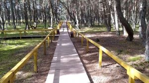 Куршская Коса. Танцующий лес.