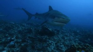 Requin Tigre (Galeocerdo Cuvier)