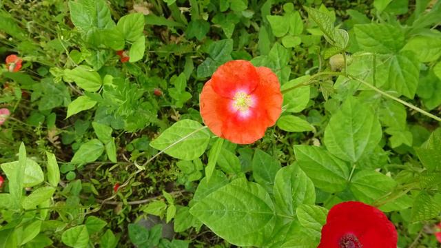 풀꽃 정원의 양귀비와 아마릴리스 смотреть онлайн