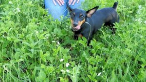 Цвергпинчер/ Miniature pinscher. Владелец об особенностях породы. 5 причин завести мини добермана.