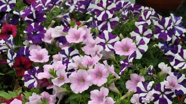 Сурфиния (Surfinia) смотреть онлайн