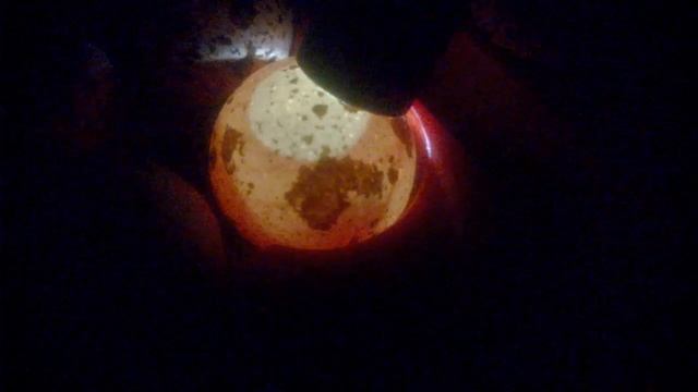 Инкубация перепелов 1 часть