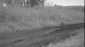 Волки нападают на собак