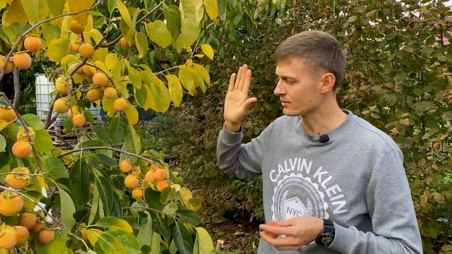 ПЛОДЫ ХУРМЫ В УКРАИНЕ! САЖЕНЦЫ ПИТОМНИКА "Мегасад" | ЭТО НЕ РАЗВОД - даем гарантию 100% соответстви
