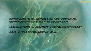 Как ухаживать за травяной лягушкой | новый питомец || Ann niK