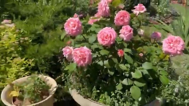 Красивейшая роза в кашпо смотреть онлайн