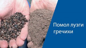 Помол лузги гречихи