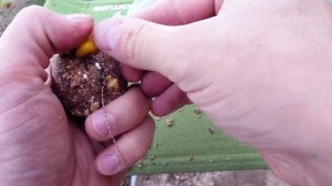 Ловля сазана и карася в корягах на патерностер, и методную оснастку