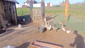 Голубые холмогорские гусята один месяц 29.04.23г.