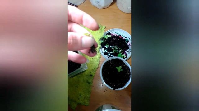 Колеус из семян. Пикировка колеусов.