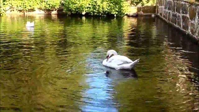 Водоплавающие птицы лебеди и гуси на пруду, шум воды релакс, Галисия Испания, 12/05/2018 смотреть онлайн