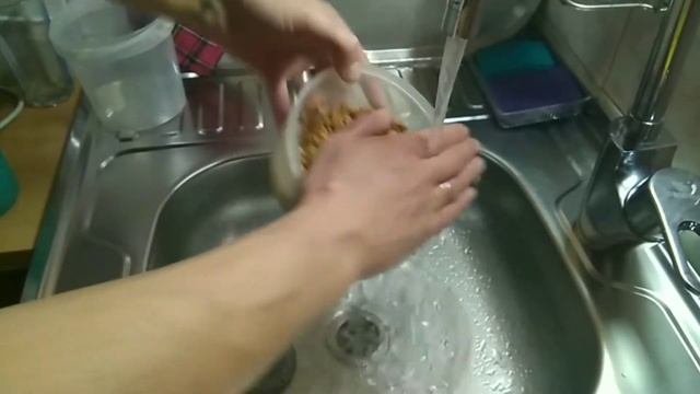 Проращиваем пшеницу.