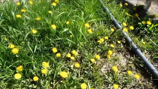 Кислотность почвы - как сделать почву нормальной для растений. смотреть онлайн