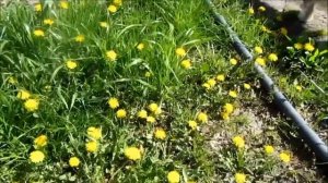 Кислотность почвы - как сделать почву нормальной для растений.
