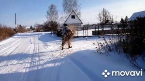 Содержание кур зимой в теплице или кому на даче жить хорошо ?