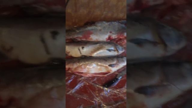 Икра в горбуше смотреть онлайн