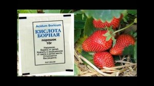 БОРНАЯ КИСЛОТА-ГЛАВНЫЙ СЕКРЕТ ОТЛИЧНОГО УРОЖАЯ КЛУБНИКИ! УХОД ВО ВРЕМЯ ЦВЕТЕНИЯ!!!