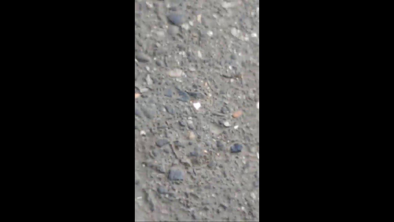 Mr Gamer FF в прямом эфире! смотреть онлайн